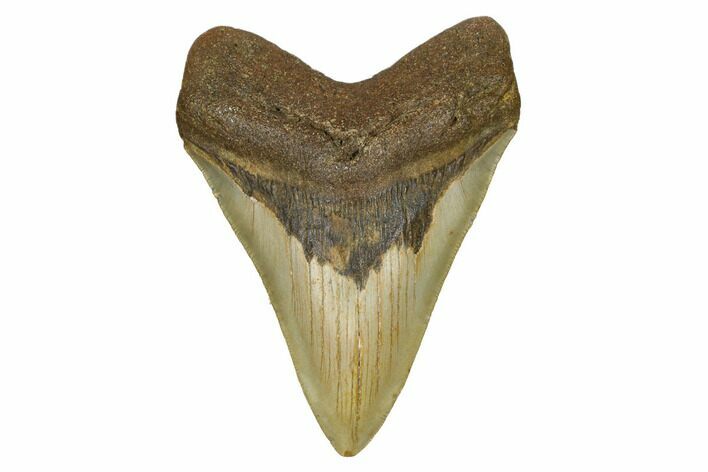 Serrated, Fossil Megalodon Tooth - North Carolina #172615